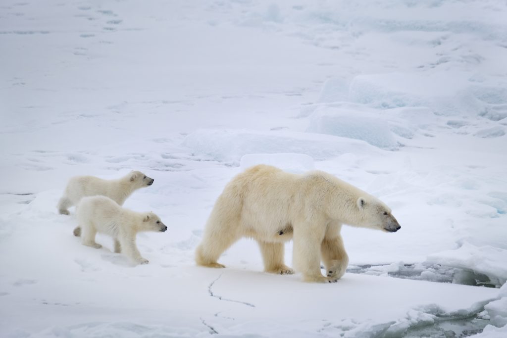 Disneynature’s POLAR BEAR - Photo by Mikael Härd. ©2022 Disney Enterprises, Inc. All Rights Reserved.